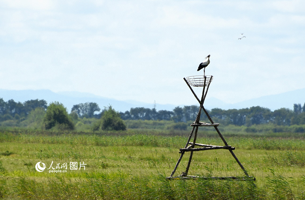 7月31日,在黑龙江挠力河国家级自然保护区的千鸟湖湿地,一只东方白鹳正屹立在人工鸟巢上。据了解,千鸟湖湿地是目前国内现存的较为完整、秀美并具备湿地生物多样性的一处生态景观。人民网记者 苏靖刚摄