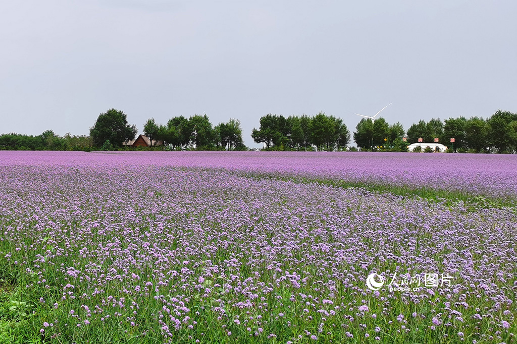 7月10日,在吉林省松原市前郭尔罗斯蒙古族自治县境内的查干湖马鞭草区,紫色的花海吸引游人拍照打卡。近年来,查干湖湖岸变美了、水变净了、鱼变肥了、鸟变多了、旅游变火了,曾入选全国十大美食休闲湖泊,生态旅游实现质的提升。人民网记者 王帝元摄