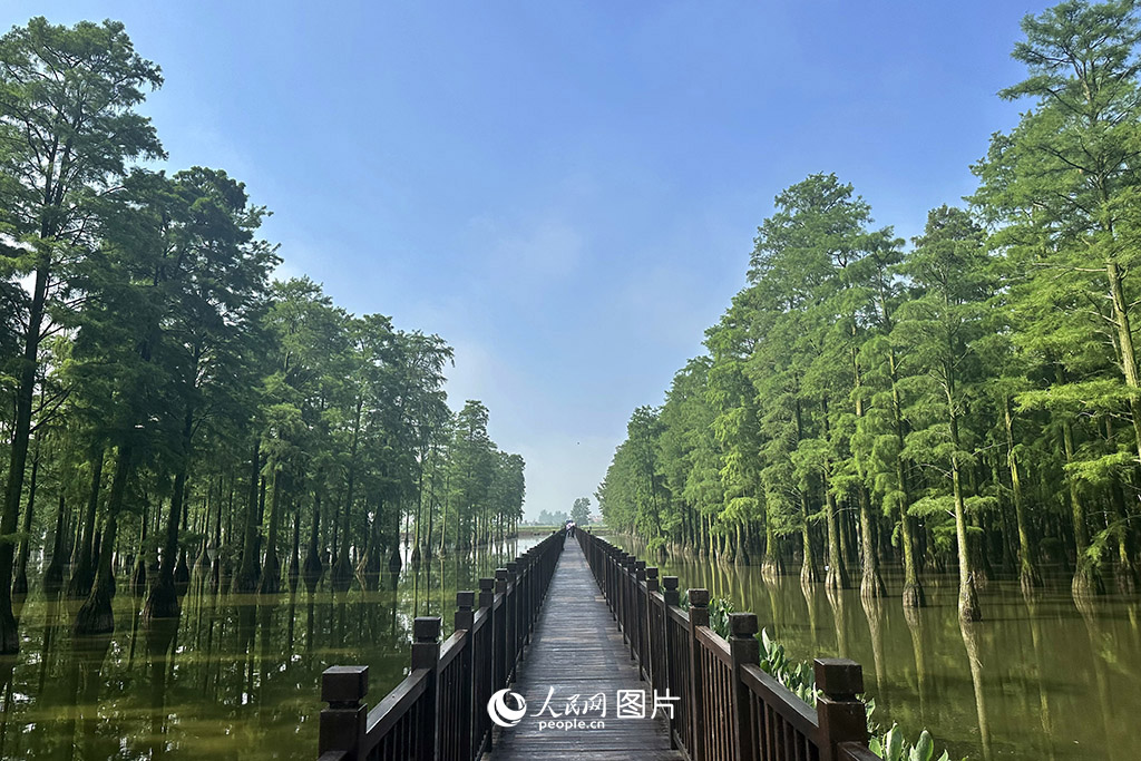 盛夏时节的武汉涨渡湖湿地公园,是一块会呼吸的“绿肺”,一大片翠绿的池杉“破水而出”。由于独特的地理位置,该地区保持了丰富的生物多样性,是多种保护鸟类的繁殖地和栖息地,是四大家鱼及黄颡鱼天然的种质基地。人民网记者 张沛摄 盛夏时节的武汉涨渡湖湿地公园,是一块会呼吸的“绿肺”,一大片翠绿的池杉“破水而出”。由于独特的地理位置,该地区保持了丰富的生物多样性,是多种保护鸟类的繁殖地和栖息地,是四大家鱼及黄颡鱼天然的种质基地。人民网记者 张沛摄